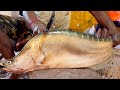 Amazing giant clown knife fish cutting live in fish market  fish market bangladesh