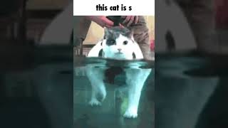 this cat is s