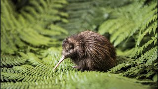 Explore our iconic bird with The National Kiwi Hatchery in Rotorua
