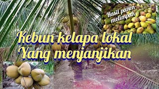 PERKEBUNAN KELAPA LOKAL DI BUMI RIAU YANG MENJAJIKAN