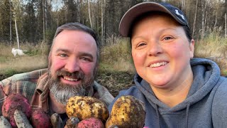 Alaska Cabin Life MONSTER Alaskan potato harvest!!