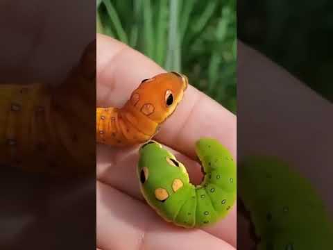 هذه اليرقات تمتلك ما يشبه العيون عيون زائفة وهي آلية دفاع متطورة لتخويف الحيوانات المفترسة