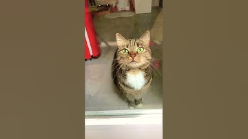 Cat asking to open the door - Cute Meow