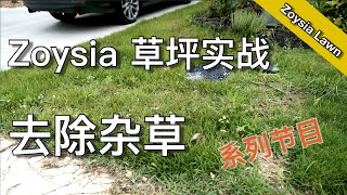 如何草坪去杂草 - Zoysia 草坪维护实战 - Killing weeds on my zoysia lawn | 尅尅&凯西的后花园