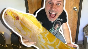 NEW GIANT SNAKE SECRET REVEALED!!! | BRIAN BARCZYK