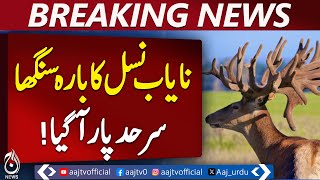 Rare Barasingha crosses border, handed over to wildlife authorities &ndash; Pakistan news