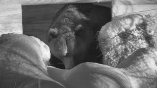 Медведь Мансур уходит в спячку в конспиративный домик (29 ноября 2023)