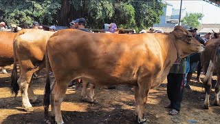 15 Million!! 6-Month Pregnant Dam at a Great Price!! Tuban Cattle Market