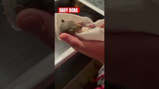 Dora the Squirrel: A Story of Survival, Hope & Rescue 🐿❤️😍