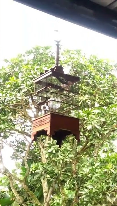 Pleci Dakun Ciremai Nembak #plecidakun #plecidakcir#plecinembak #plecigacor