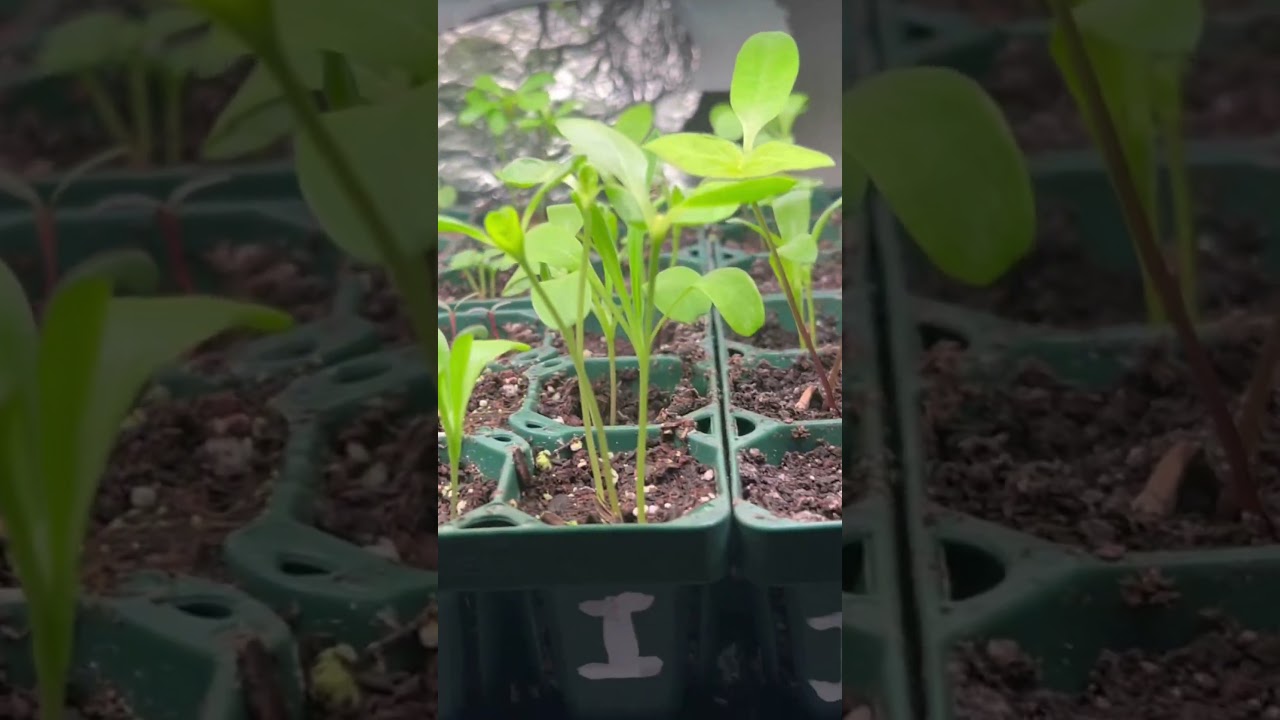 Seedlings are growing 😍
