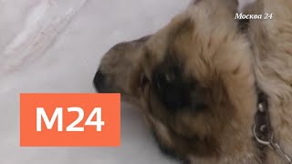 "Специальный репортаж": "Кормовое отравление" - Москва 24 - Москва 24 "Специальный репортаж": "Кормовое отравление" - Москва 24 - Москва 24