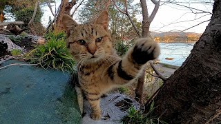 神社の階段で出会った野良猫、恐る恐るカメラに手を出す姿がカワイイ