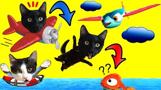 Gato salta de avión jugando a soy un pez volador / Videos de gatos graciosos Luna y Estrella