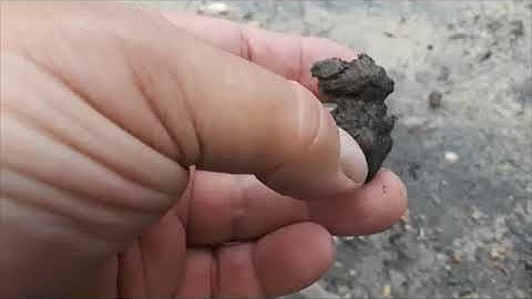 NSR Teeth, teeth and more teeth...