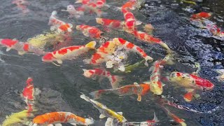 A large number of phone calls were made due to the reaction of