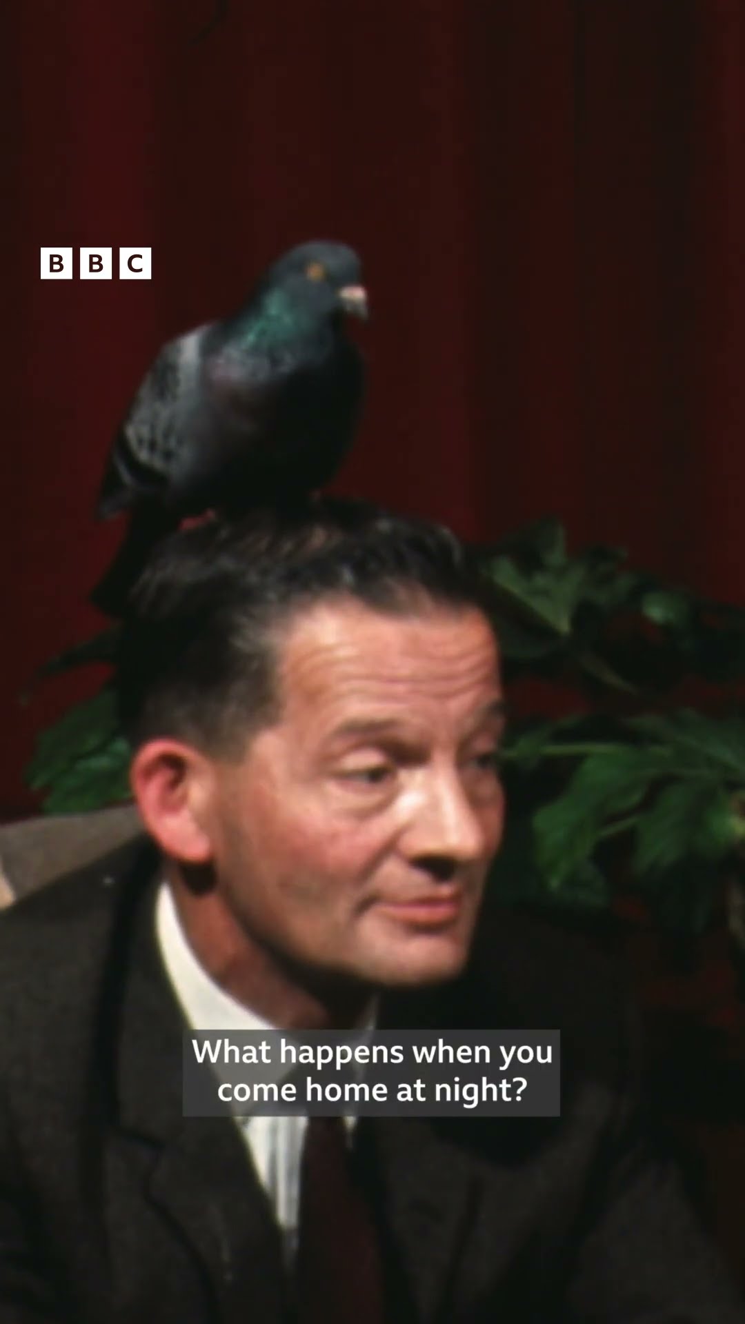 In 1969, BBC News spoke to Mr Glynne Wood - who had a pigeon living on his head.