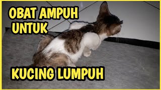 Cara mengobati kucing lumpuh susah berjalan | Empat hari sembuh