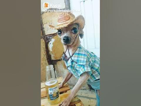 o chiuaua - YouTube