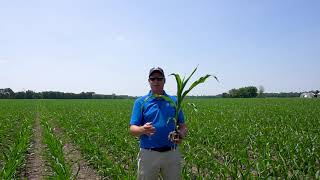 Maizex Moving - Planting Stages Management