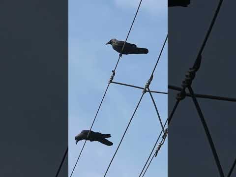 Why Birds Don’t