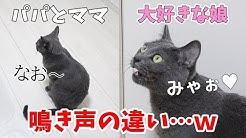 ほう チャンネル ねこ