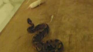 Python regius 100% hetero piedbald vs. mys