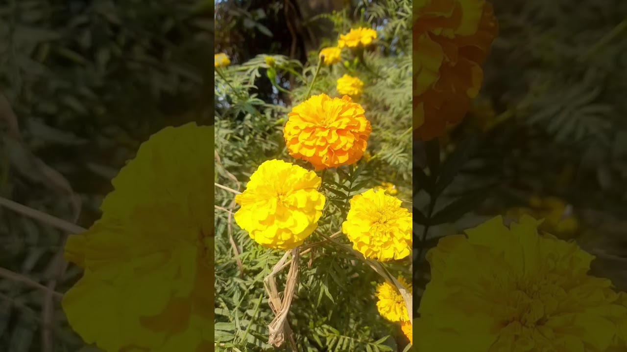 ইউটিউবে ভিডিও ডালতে ঢালতে রহো, একদিন ঠিক ভাইরাল 