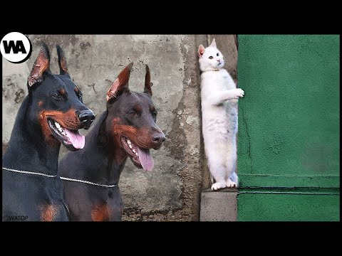 Vidéo: Pourquoi J'aime Adequan Pour Les Chats Et Les Chiens