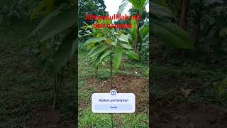 tak perlu mrsa lbih hbat dri orang lain cukup jdi versi diri sndiri aja #berkebun #durian #premium