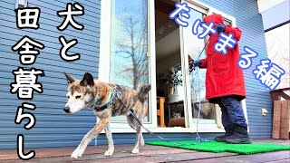 Takemaru, a Kai dog mix/Rural life with dogs and cats/It’s still winter in Hokkaido