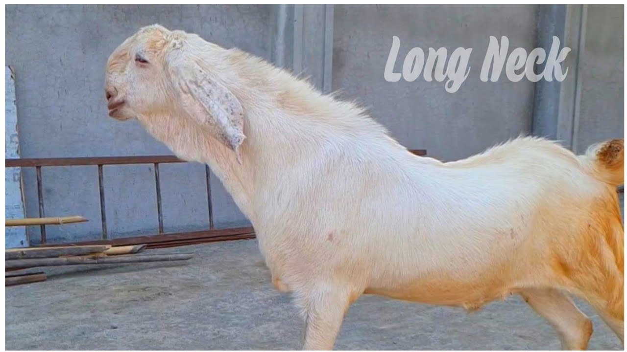Yateen's Agro & Goat Farm Part 10 | Long Neck 101 KG Goat
