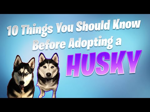 10 Things You Should Know BEFORE Adopting a Siberian Husky