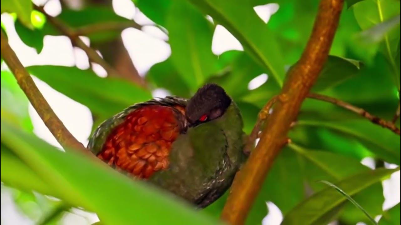 World of Birds OLED Demo HDR 8K Ultra HD Dolby Vision™ 60fps - YouTube