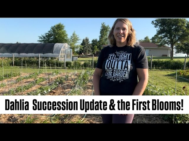 Dahlia Successions, Easy Staking & How I’m Keeping the Weeds Away! Flower farm : dahlias : Zone 5