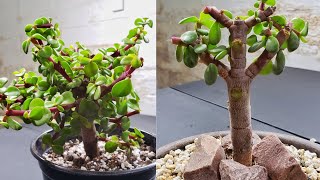 Elephant Bush Bonsai Tree (Portulacaria Afra ) Repot & Prune