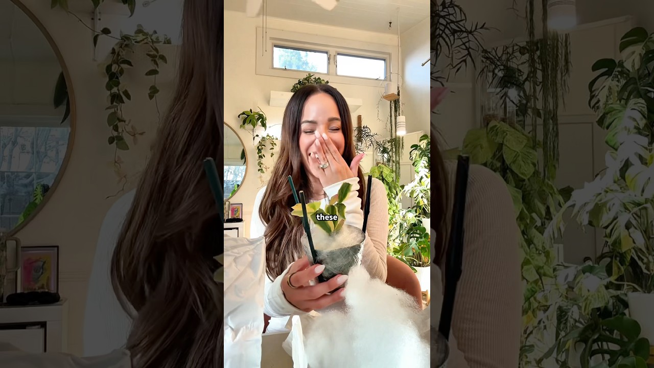 Идеальное растение из списка желаний ✅ Источник + скидка 