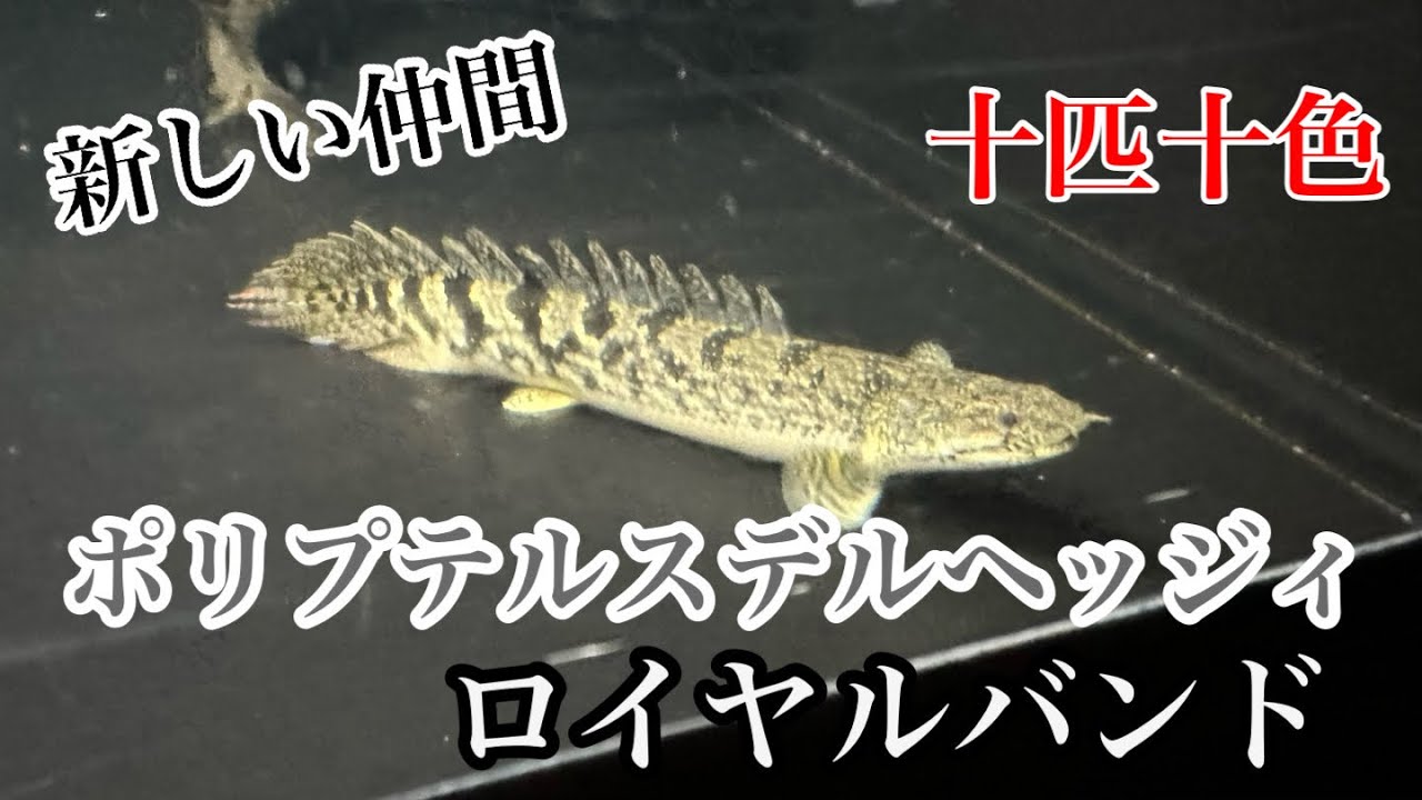 「決まりました」ポリプテルス・デルヘッジ2匹　18㎝前後　ロイヤルバンド　熱帯魚 ロイヤルデルヘッジ モザイクっぽいバンドです✨ 15cmほど