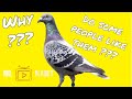 Why do some people like pigeons