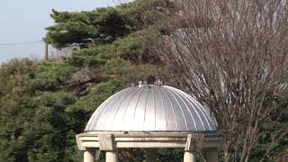 SONY HVR-Z5J + HVR-MRC1K