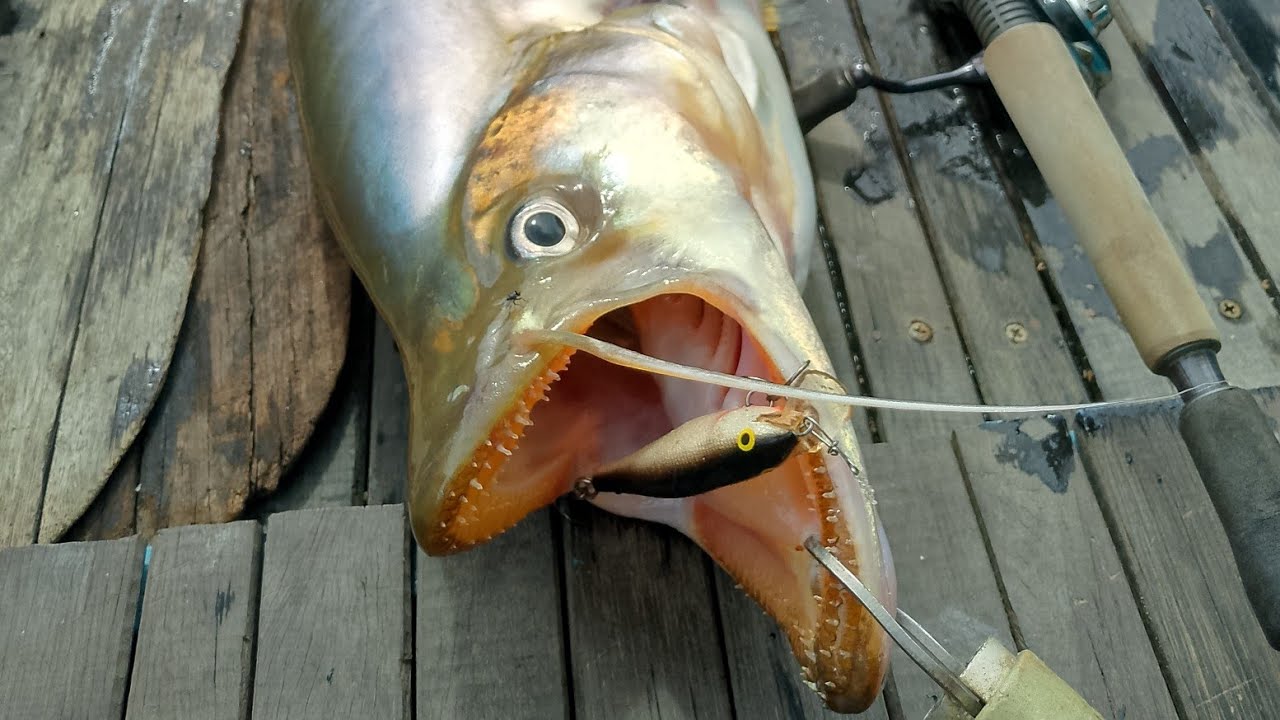 UMPAN MANCINGKU DICAPLOK IKAN BESAR // MANCING TEMBIRING Rapala SSR 