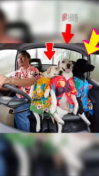 🐶 You Won’t Believe How These Dogs Travel! 🌴 #shorts