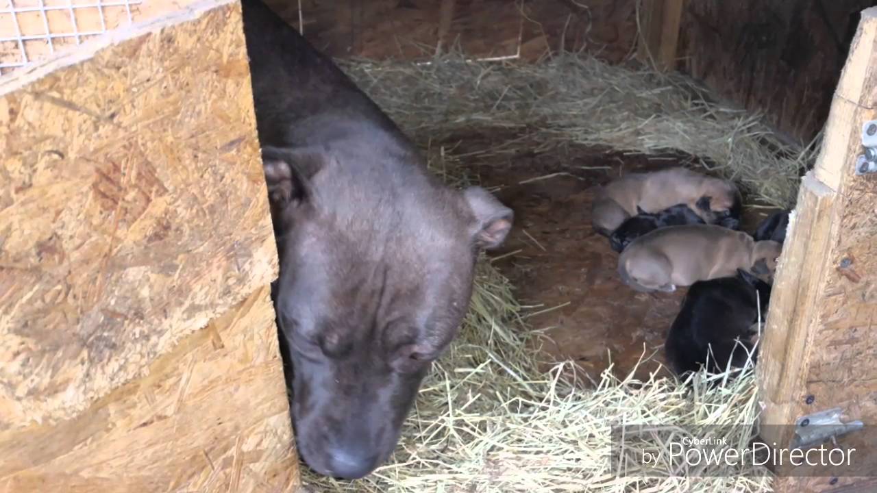 THOMPSON'S KENNEL'S GOT IT IN A CHOKE HOLD YouTube