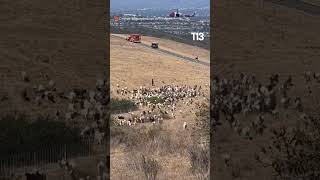 Heroica acción de perro pastor en Laguna Beach