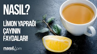 Limon Yaprağı Çayının Faydaları Nelerdir? Mutlaka İzleyi̇n