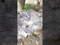 बर्ड सॉन्ग #motivation