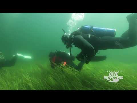 Guided Dives