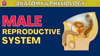 Anatomy & Physiology of Male Reproductive System | தமிழில்