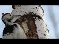 Замедленная съемка, как дятел долбит дерево, woodpecker breaks a tree in slow mo