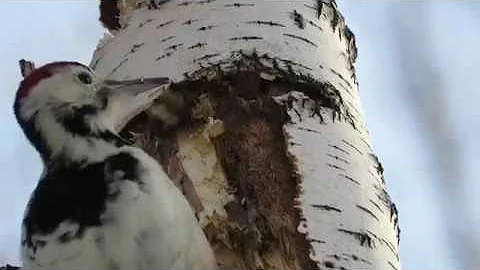 Замедленная съемка, как дятел долбит дерево, woodpecker breaks a tree in slow mo